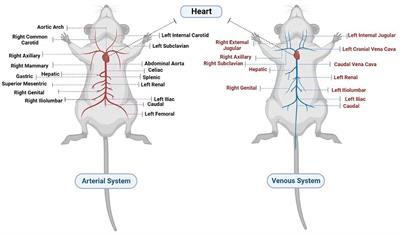 A review on experimental surgical models and anesthetic protocols of heart failure in rats